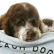 Beach Dogs Pet Salon Inc logo